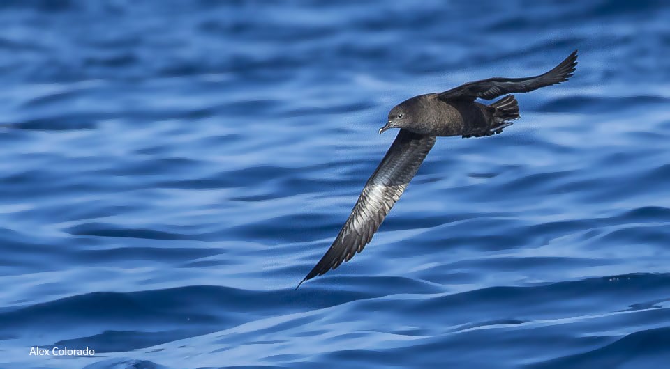 Sooty Shearwater in the Gulf of Cadiz. Photography by Alex Colorado, Birding The Strait.
