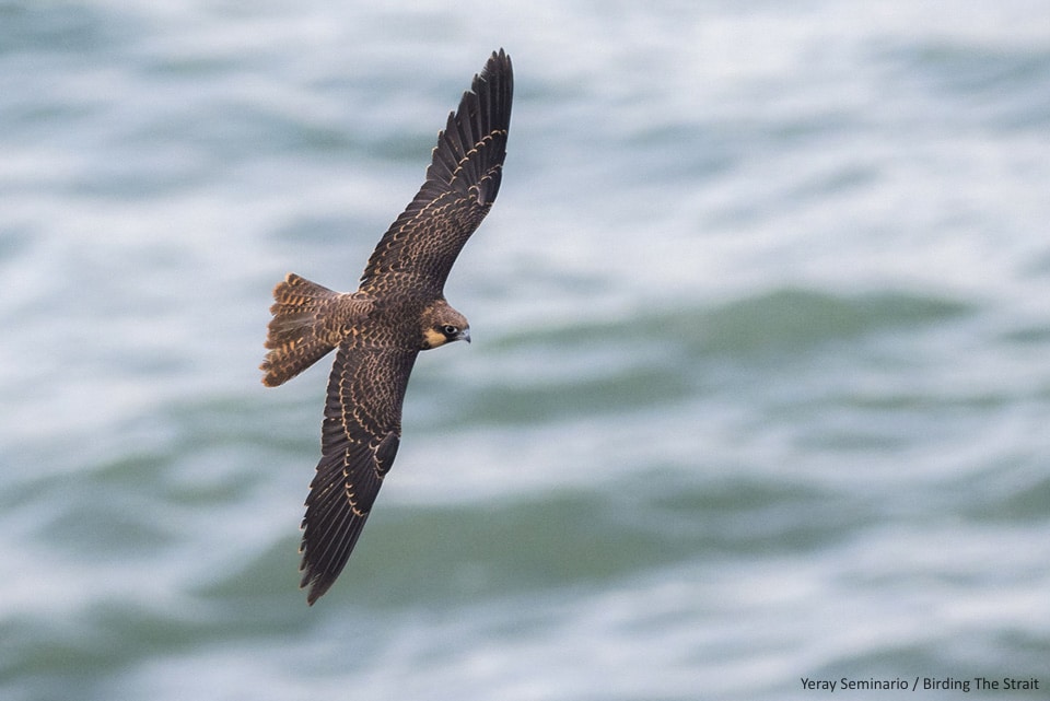 Juvenile Eleonora's Falcon flying near the breeding colony during our Birding Northern Morocco trip. Photography by Yeray Seminario from Birding The Strait