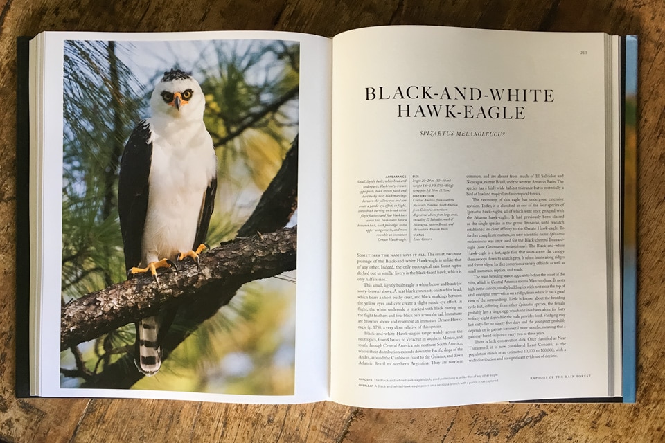 Black-and-White Hawk-Eagle chapter. This picture was taken in Belize by Yeray Seminario while doing field work with the Orange-breasted Falcon project