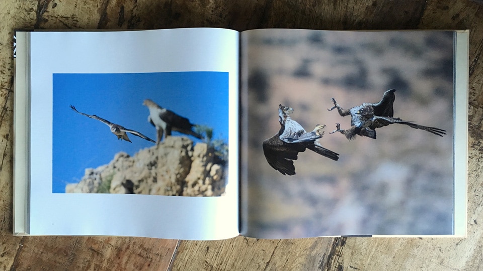 Many pictures in the book depict the aerial maneuvers and interactions of the Bonelli’s eagles