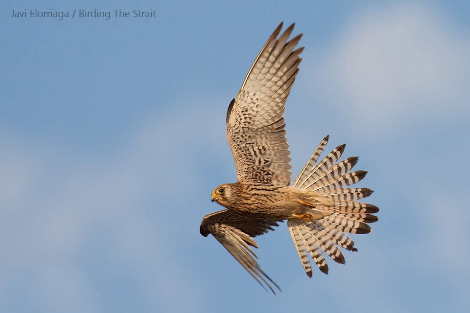 Female Lesser Kestrel. Photography by Javi Elorriaga from Birding The Strait