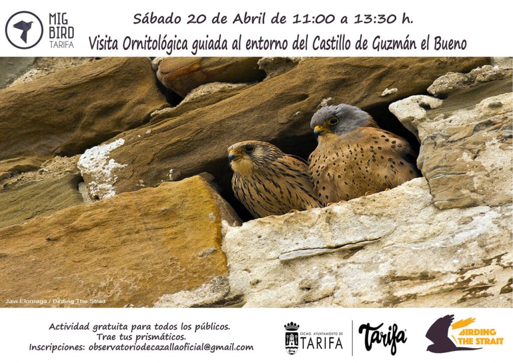 Panel to advertise the activity to watch Lesser Kestrels in Tarifa