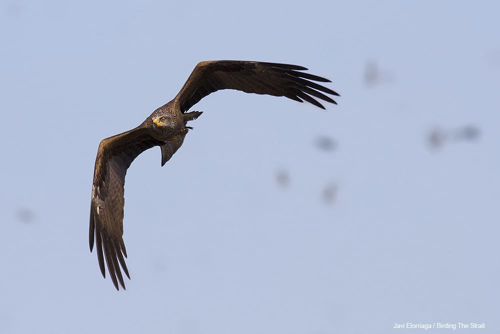 Black Kites on migration in the Strait of Gibraltar. Photo by Javi Elorriaga / Birding The Strait