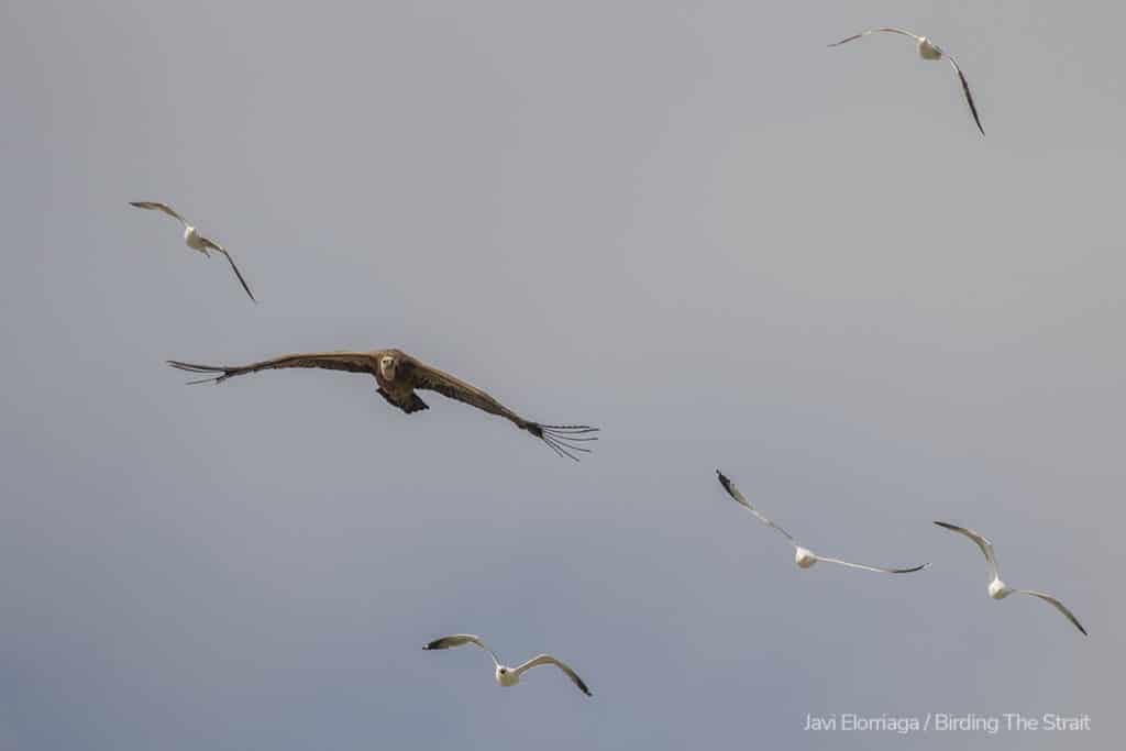 El mismo buitre de la foto anterior, tratando de retormar el vuelo mientras es acosado por un grupo de gaviotas. Fotografía de Javi Elorriaga, Birding The Strait.