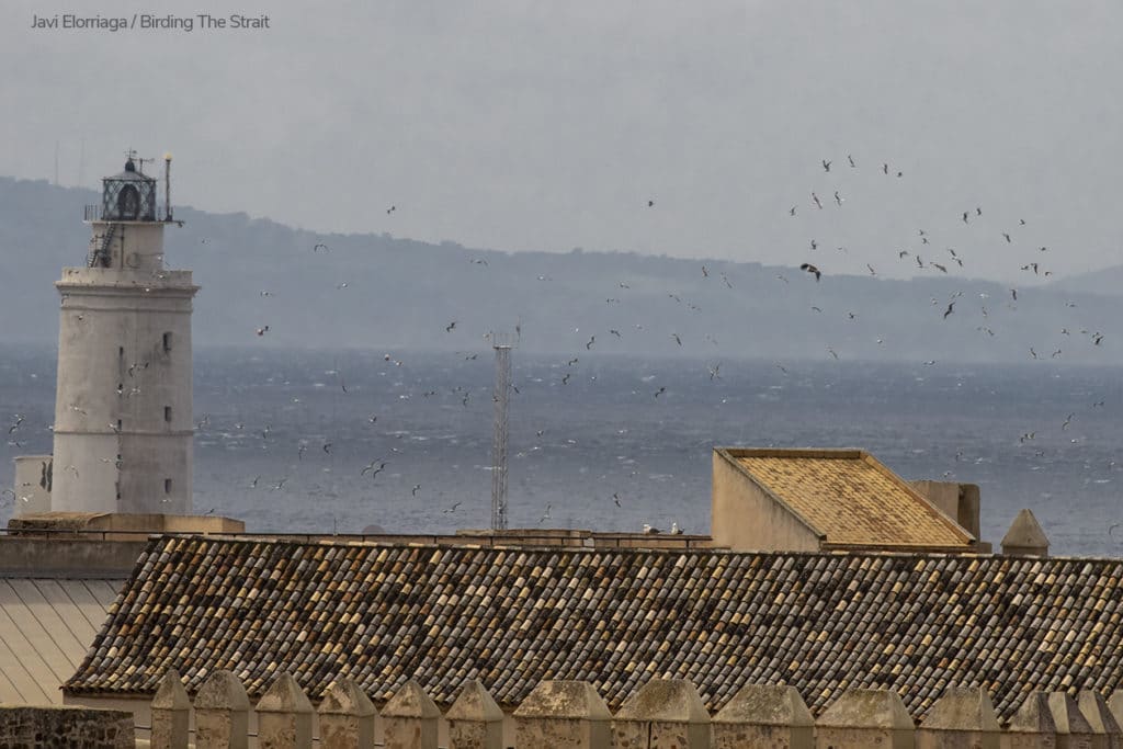 A migrant Griffon reaching Europe and chased by hundreds of Gulls as it flies over their breeding colony at "Isla de Las Palomas" in Tarifa. The lighthouse marks the southernmost tip of the European continent. The coast of Africa is in the background. Photography by Javi Elorriaga, Birding The Strait.