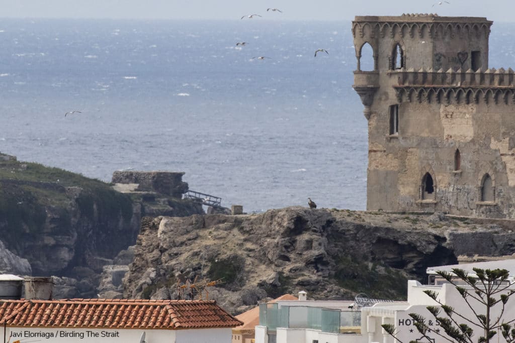 El buitre derribado buscando resguardo junto a la torre del Castillo de Santa Catalina en Tarifa. Fotografía de Javi Elorriaga, Birding The Strait.