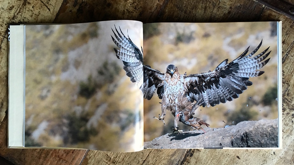 Photograph on the book "Águila de Bonelli", by Toni Peral.