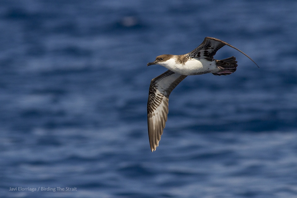 Great Shearwater in the Gulf of Cadiz. Photography by Javi Elorriaga, Birding The Strait.