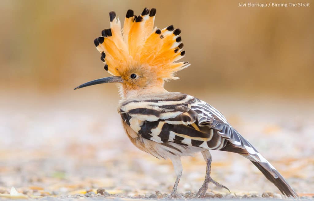 The Hoopoe is a charismatic bird that we can add to our lists in Tarifa, Cádiz, during the Global Big Day in Spain. Photograph by Javi Elorriaga, Birding The Strait.