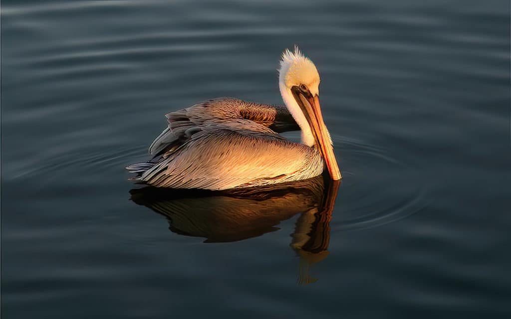 The Brown Pelican is a common bird on the Pacific coast of America, and can be observed on the Global Big Day from California to Panama. Photograph by Yeray Seminario.