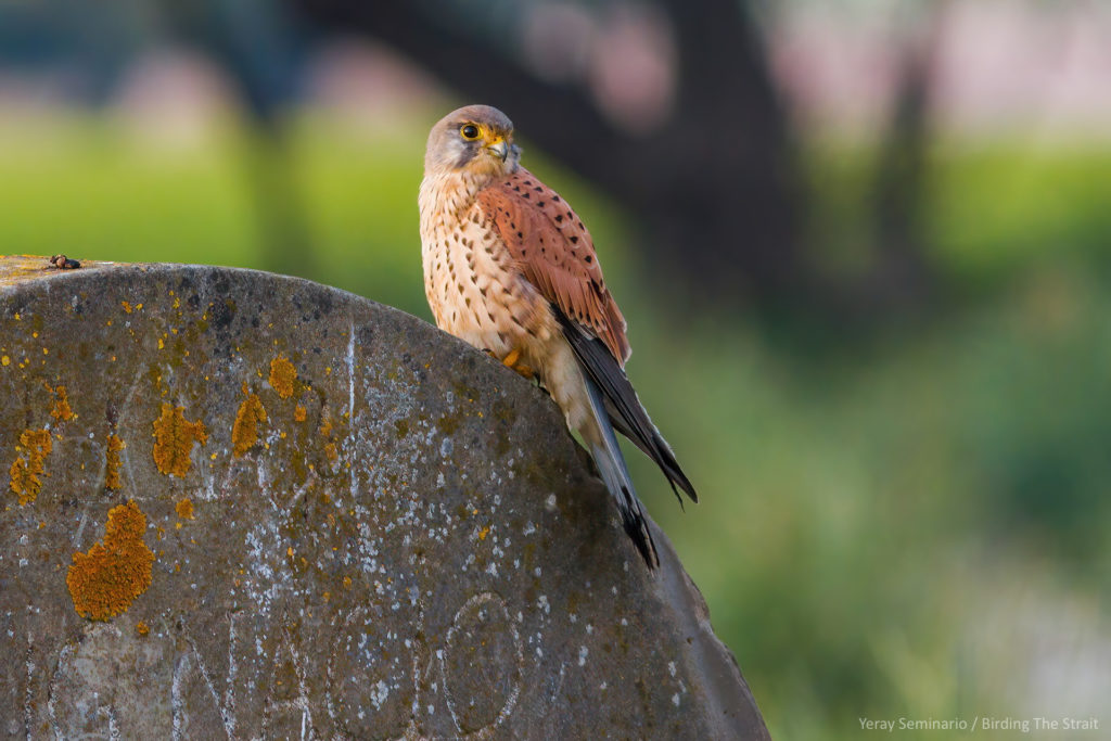 The Eurasian Kestrel is one of the species that will benefit from the instalation of the nest boxes.