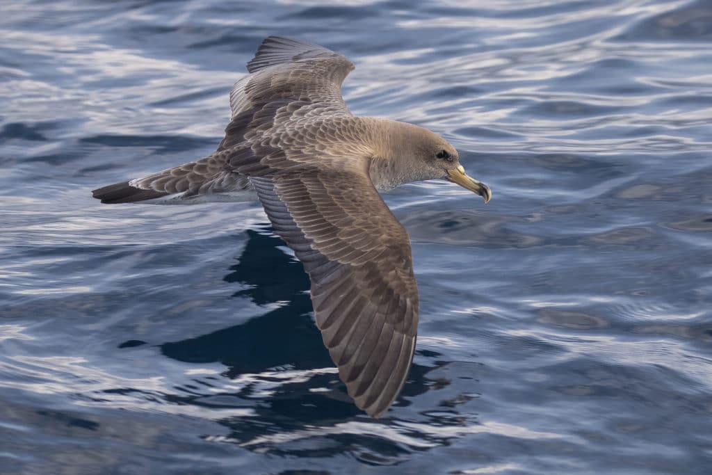 Cory's shearwater in the Strait of Gibraltar.
