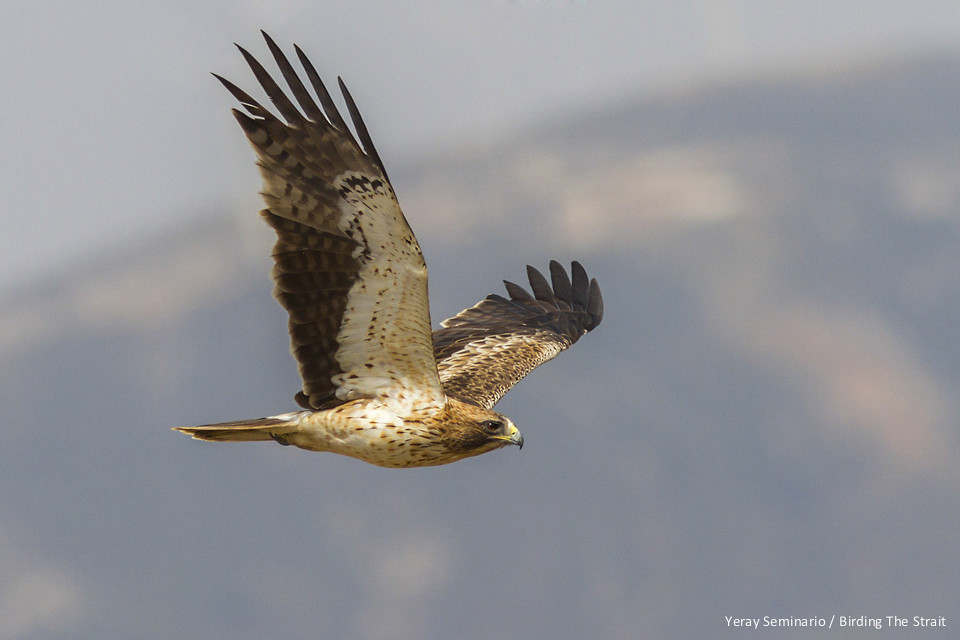 Booted Eagles are excellent subjects to learn Birds in flight photography - by Yeray Seminario