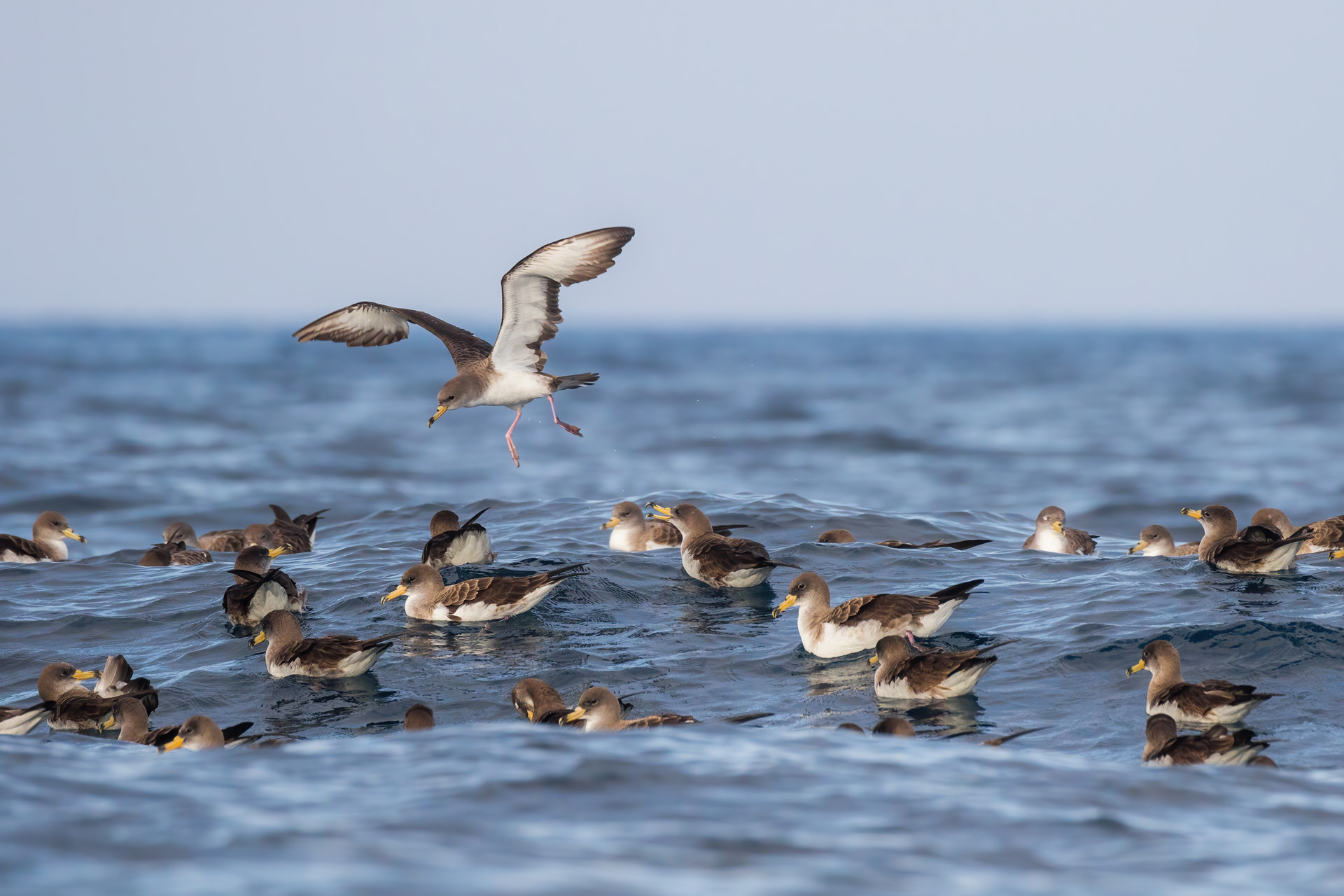 Pelagic Trip - Cory's Shearwater in the Strait of Gibraltar, by Javi Elorriaga