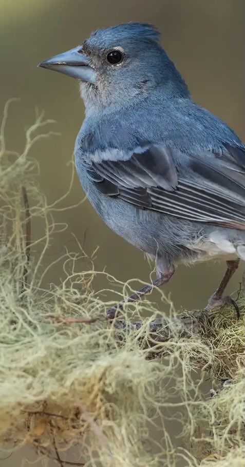 Tenerife Blue Chaffinch. Photography by Yeray Seminario, Birding The Strait in the island of Tenerife