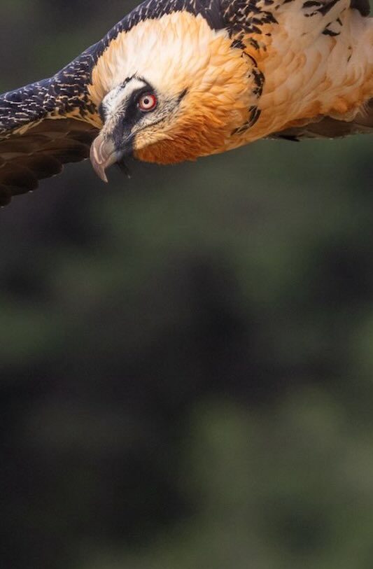 Bearded Vulture in the Pyrenees, Spain, by Javi Elorriaga, Birding The Strait