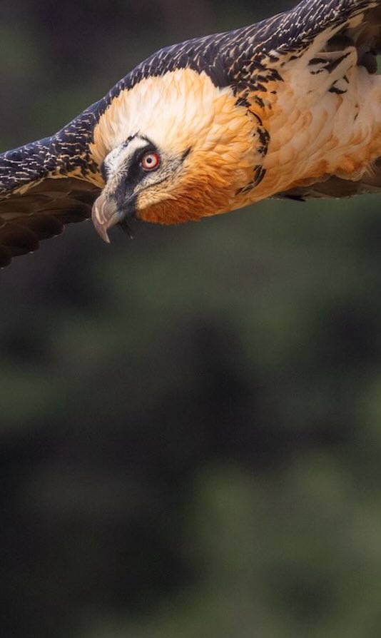 Bearded Vulture in the Pyrenees, Spain, by Javi Elorriaga, Birding The Strait