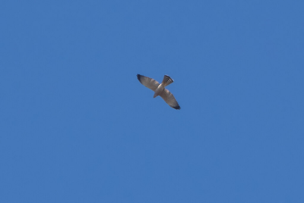 First record of Levant Sparrowhawk for Spain. Photo of this individual as seen in Tarifa, Spain, last September 30, 2025. Photo by Yeray Seminario.