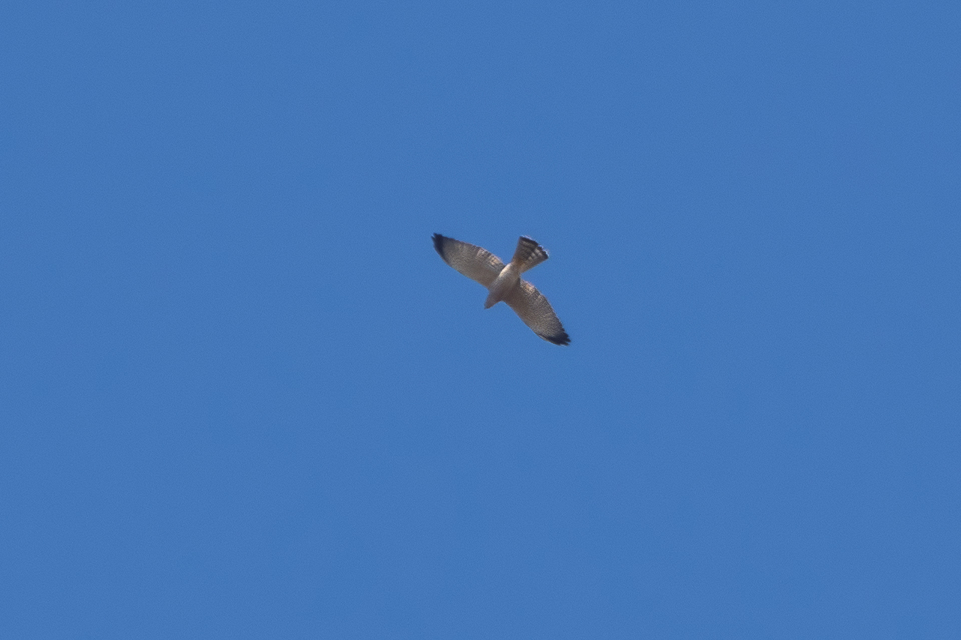 First for spain-a Levant Sparrowhawk seen in Tarifa!