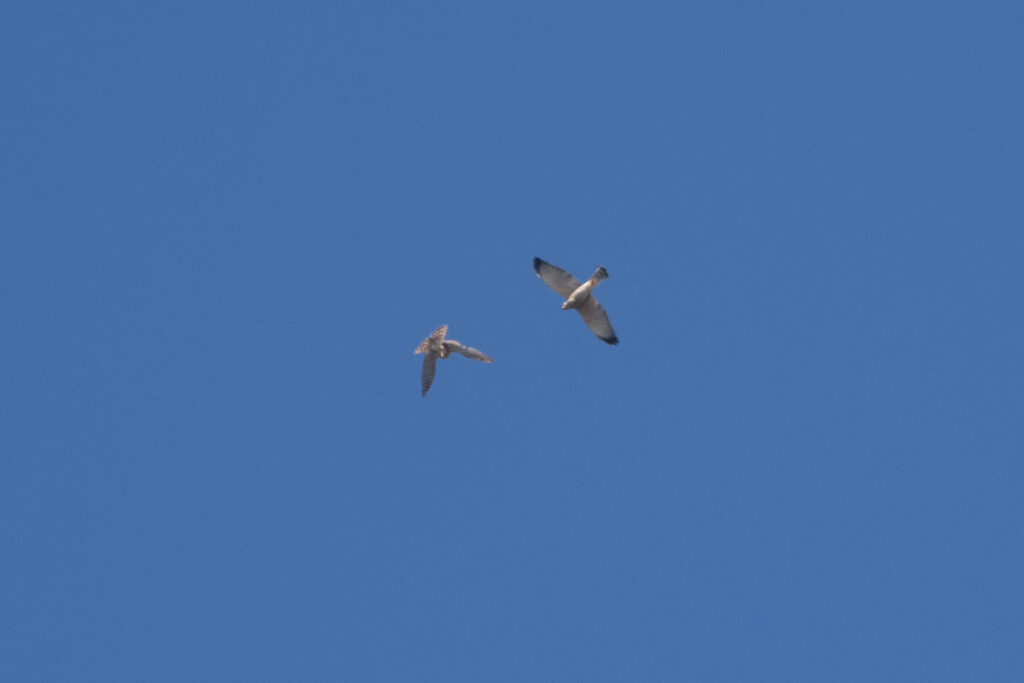 Same individual as seen in Tarifa, Spain, flying along a Eurasian Sparrowhawk. Photo by Yeray Seminario.