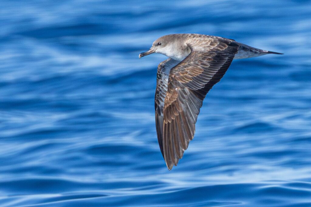 Cape Verde Shearwater, third record in Spain and continental Europe, as seen during our pelagic trip in the Gulf of Cadiz. Photography by José Manuel Reyes.